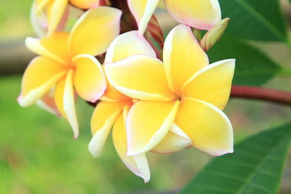 黄色のプルメリアの花 — ストック写真
