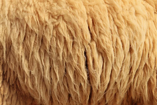 Sheepskin Background — Stock Photo, Image