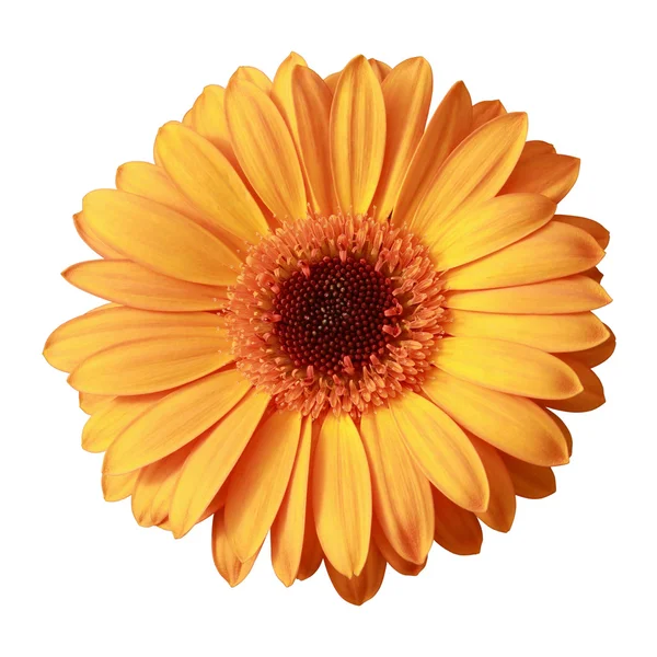 Gele gerbera bloem geïsoleerd op wit — Stockfoto