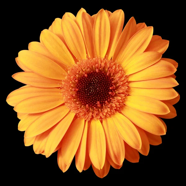 Gele gerbera bloem geïsoleerd op zwart — Stockfoto