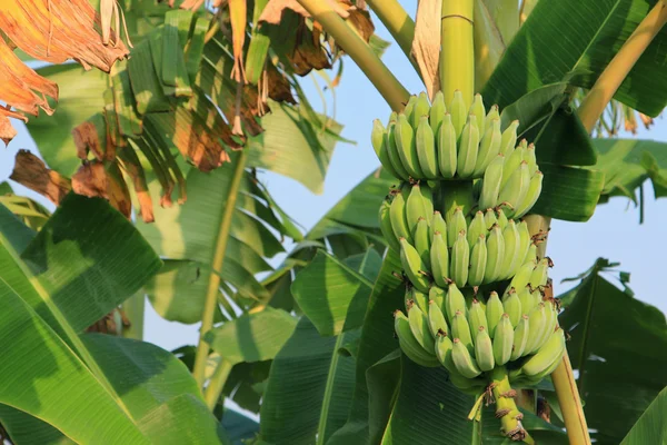 Um bando de bananas na árvore — Fotografia de Stock