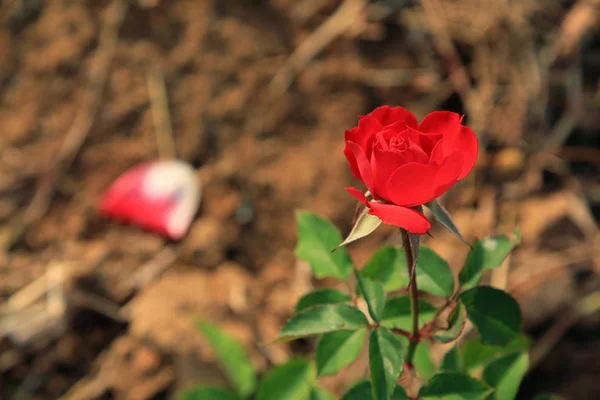 Red rose growing in the garden — Stock Photo, Image