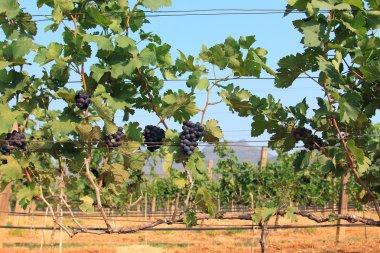 Asma üzerinde üzüm demet