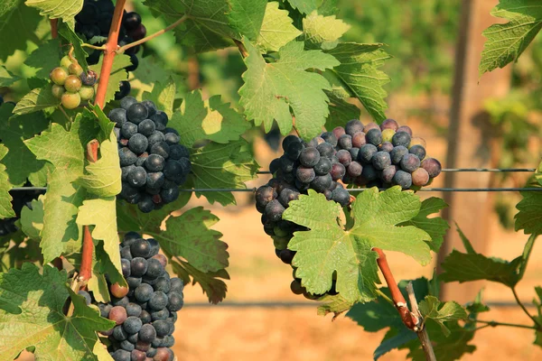 Bando de uvas na vinha — Fotografia de Stock