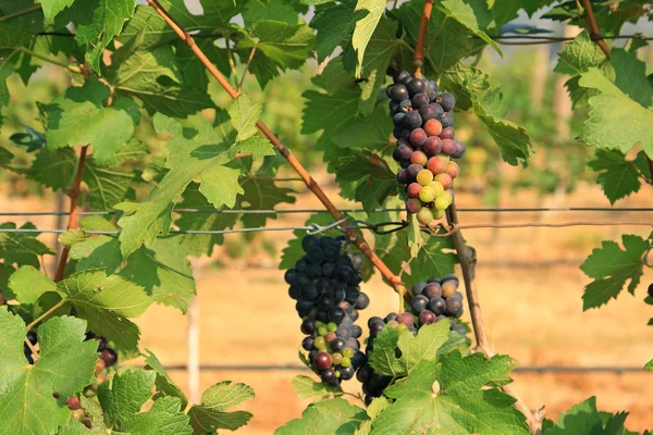 Bando de uvas na vinha — Fotografia de Stock