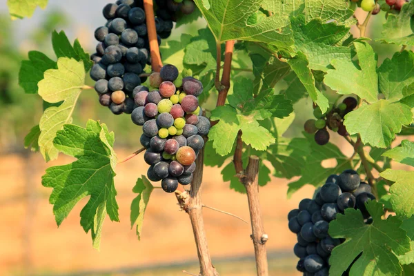 Bando de uvas na vinha — Fotografia de Stock