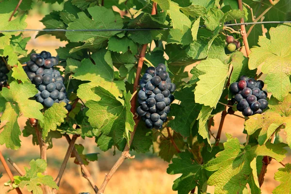 Grape bunch on the vine — Stock Photo, Image