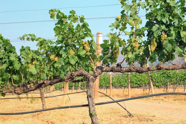 Bando de uvas na vinha — Fotografia de Stock