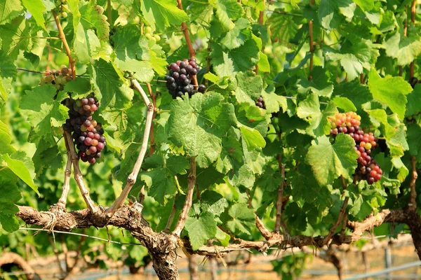 Bando de uvas na vinha — Fotografia de Stock