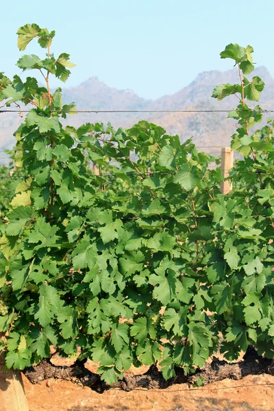 Trauben am Weinstock im Herbst — Stockfoto