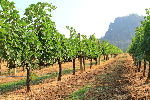 Trauben am Weinstock im Herbst — Stockfoto