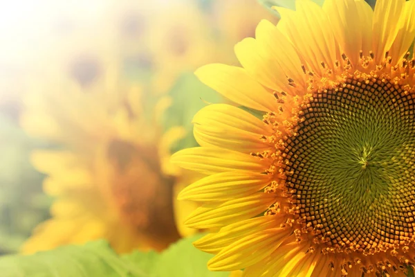 Sunflowers — Stock Photo, Image