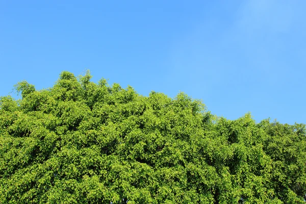 Céu azul e árvore — Fotografia de Stock