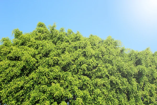 Modrá obloha a strom — Stock fotografie