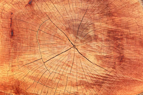 Szczegół tekstura drewna — Zdjęcie stockowe