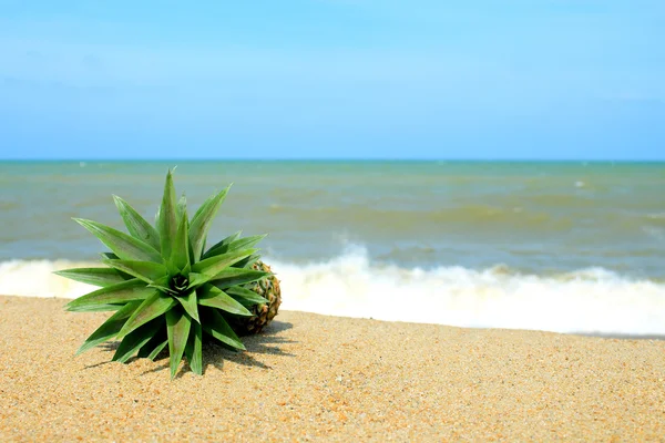 Ananas na plaży z błękitnego nieba — Zdjęcie stockowe