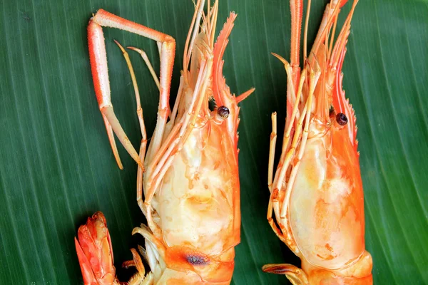 Close up of shrimp — Stock Photo, Image