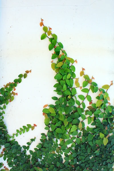 La pianta verde del rampicante — Foto Stock