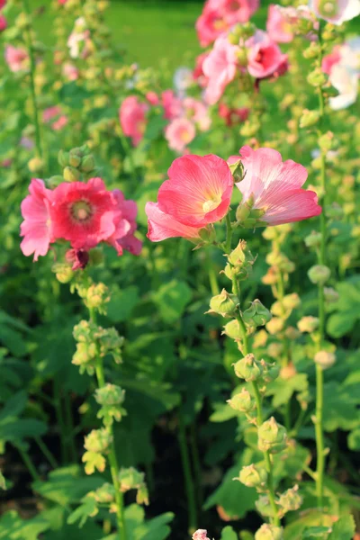 분홍색 접시 꽃 꽃 — 스톡 사진