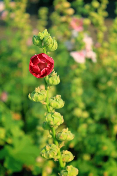 Fiori rosa Hollyhock — Foto Stock