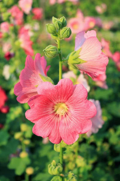 Рожевий мальв квіти — стокове фото