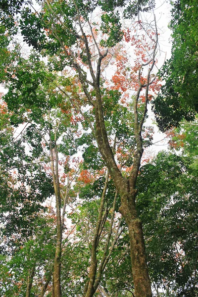 Árbol de goma, al sur de Tailandia — Foto de Stock