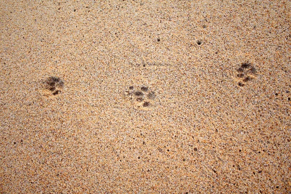 Pegadas de cão na praia de areia — Fotografia de Stock
