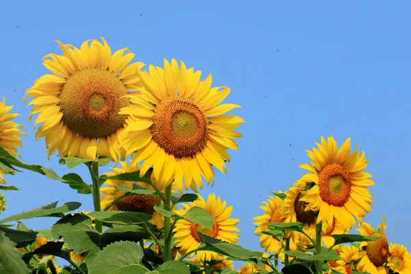 Sunflowers on plant — Stock Photo, Image