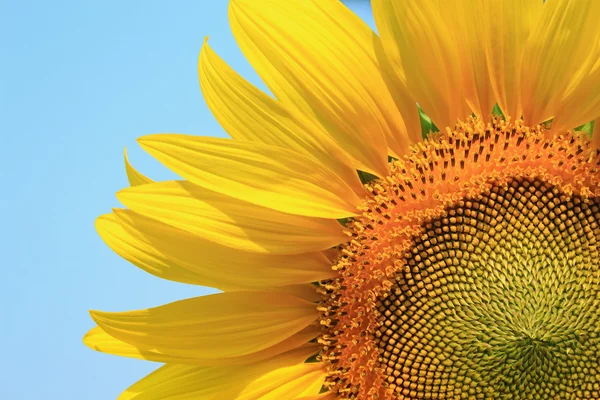 Sluiten van zonnebloemen — Stockfoto