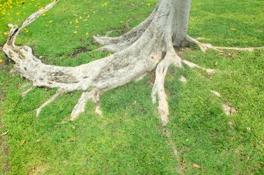 Parktaki ağaç kökü