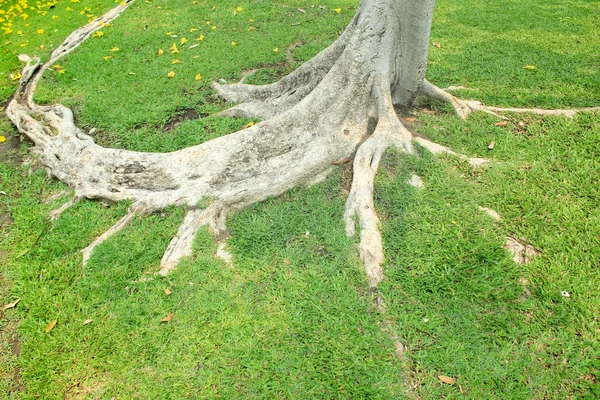 Raíz de árbol en el parque —  Fotos de Stock