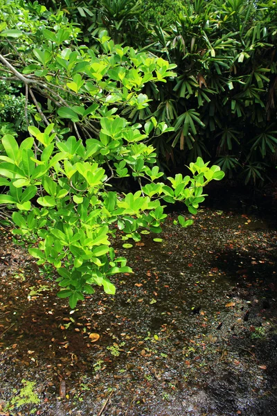 Bosque pantanoso de turba — Foto de Stock