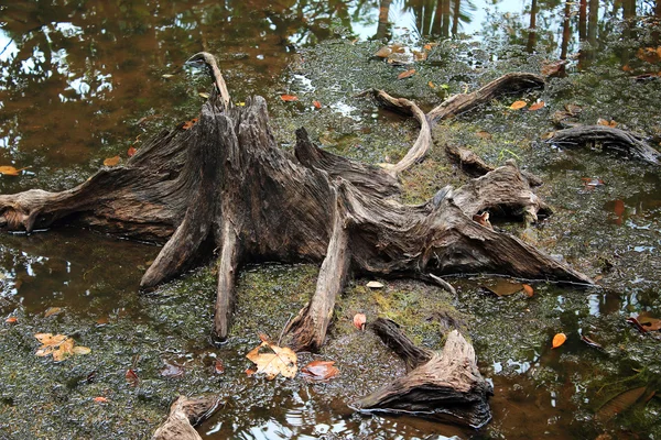 Пень в торфяном болоте — стоковое фото