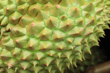 Durian içinde belgili tanımlık çarşı Tayland