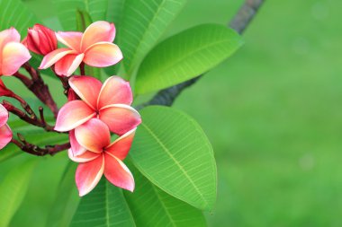 Egzotik frangipani çiçek (plumeria)
