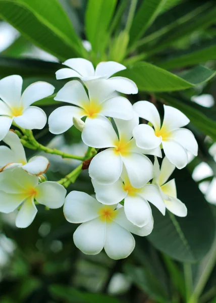 Exotic frangipani flower (plumeria) — Stock Photo, Image