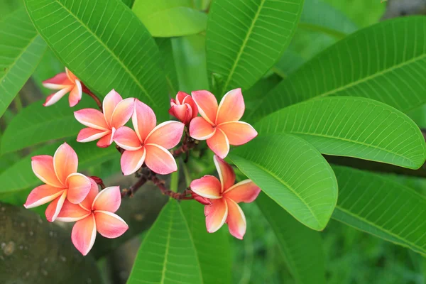 Exotic frangipani flower (plumeria) — Stock Photo, Image