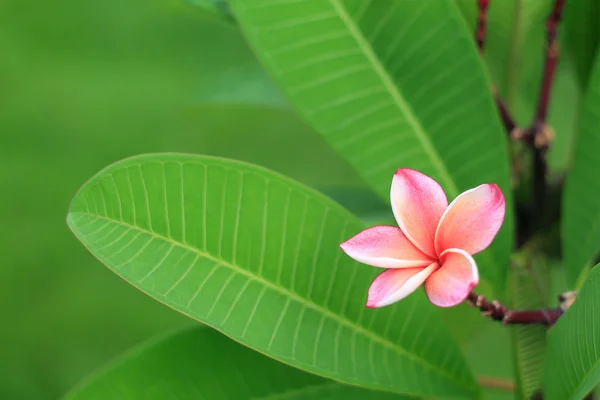 Flor de frangipani exótica (plumeria ) — Fotografia de Stock