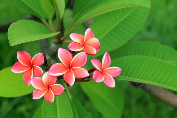 Exotic frangipani flower (plumeria) — Stock Photo, Image
