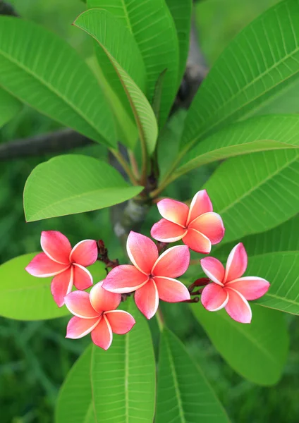 Flor de frangipani exótica (plumeria ) — Fotografia de Stock