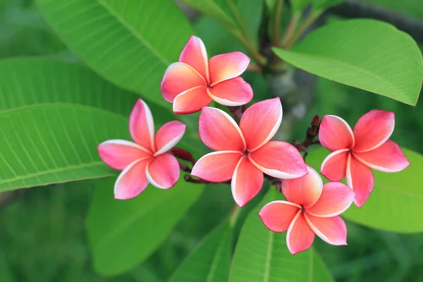 Kwiat frangipani egzotycznych (plumeria) — Zdjęcie stockowe