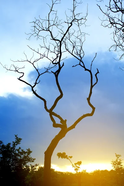 Silhueta de árvores no parque ao pôr-do-sol — Fotografia de Stock