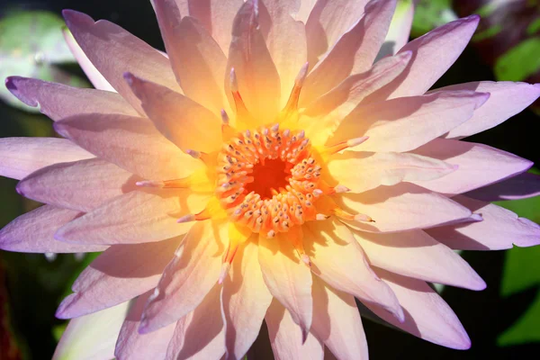 Close-up of waterlily on tropical garden — Stock Photo, Image