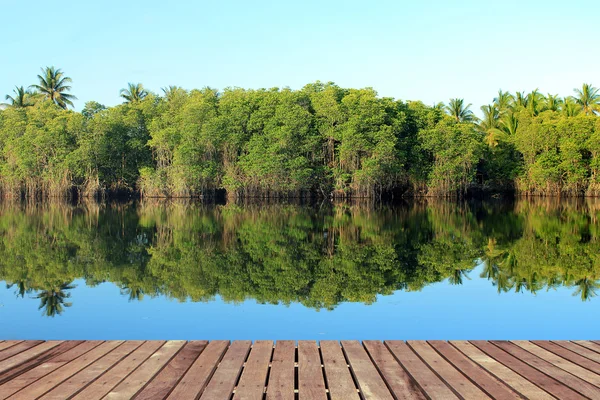 Mangrovových lesů s dřevěnou podlahou — Stock fotografie