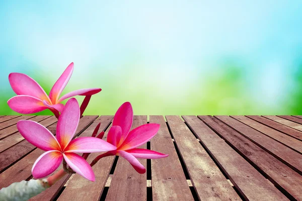Цветок плюмерии на весеннем фоне — стоковое фото