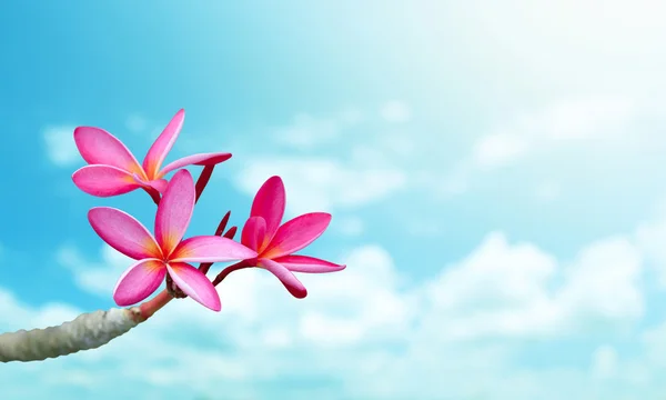 Плюмерия цветок на голубом небе — стоковое фото