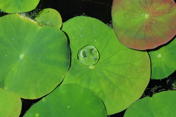 Lotusblätter — Stockfoto