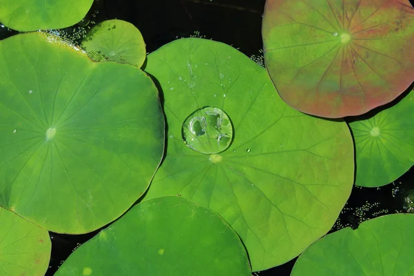 Lotus leaves — Stock Photo, Image