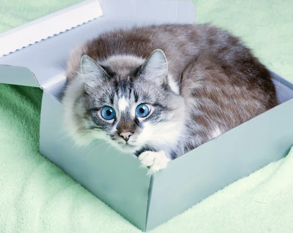 Katze im Karton — Stockfoto