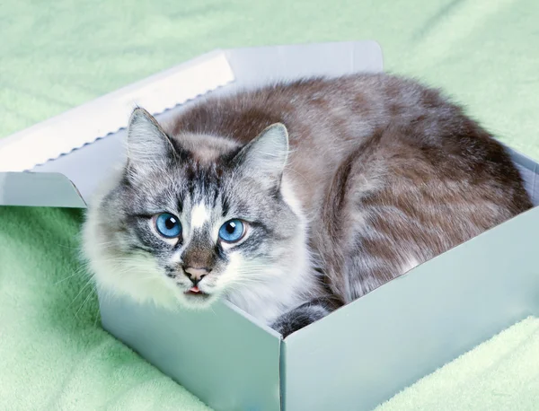 Cat in box — Stock Photo, Image